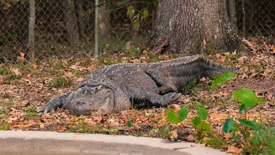 American Alligator