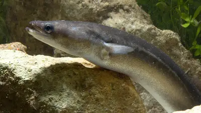 American Eel