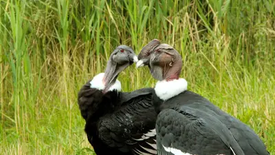 Andean Condor