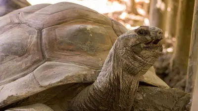 Aldabra Giant Tortoise