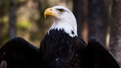 Bald Eagle