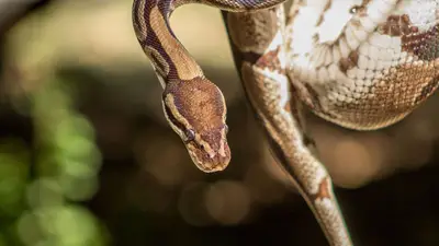 Ball Python