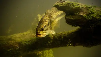 Bass