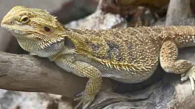 Bearded Dragon