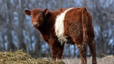 Belted Galloway