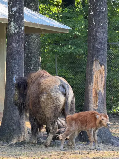 American Bison Calf