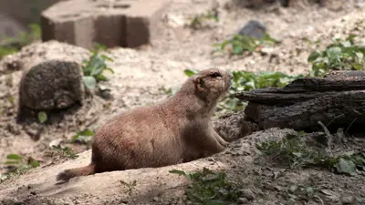 Black-Tailed Prairie Dog