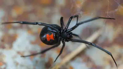 Black Widow Spider