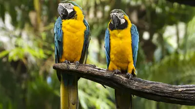 Blue and Yellow Macaw