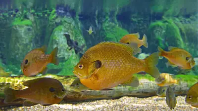 Bluegill
