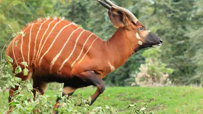 Bongo