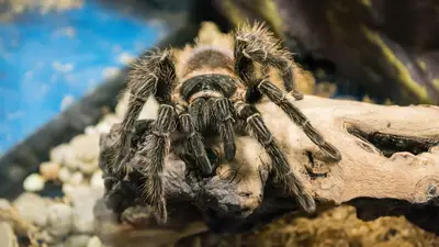 Brown Tarantula