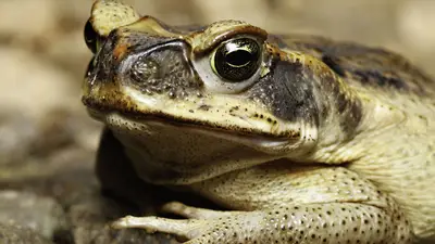 Cane Toad
