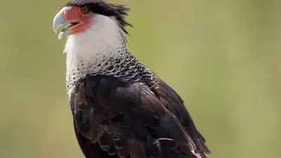 Crested Caracara
