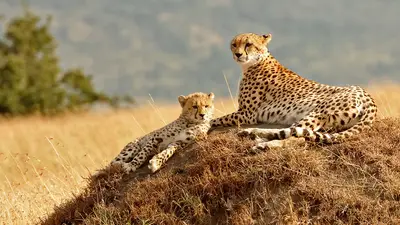Cheetah