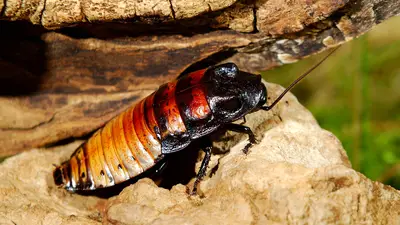 Madagascar Hissing Cockroach