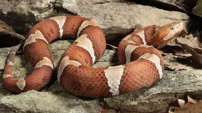 Copperhead