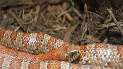 Cornsnake