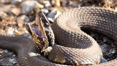 Cottonmouth