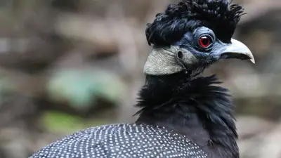Eastern Crested Guineafowl
