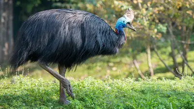 Southern Cassowary
