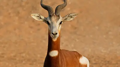 Dama Gazelle