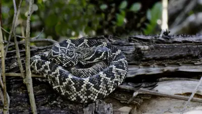 Eastern Diamondback Rattlesnake
