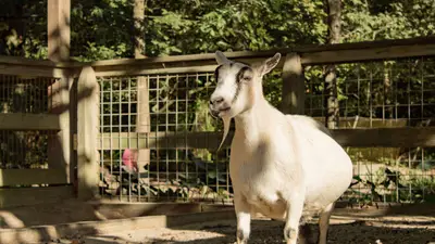 Nigerian Dwarf Goat