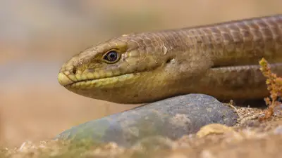 European Legless Lizard