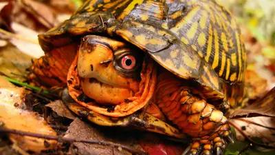 Eastern Box Turtle