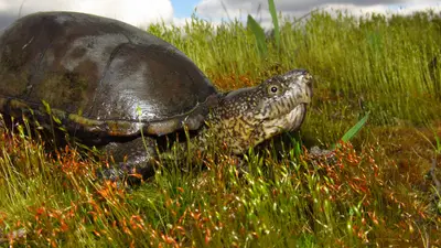 Eastern Mud Turtle