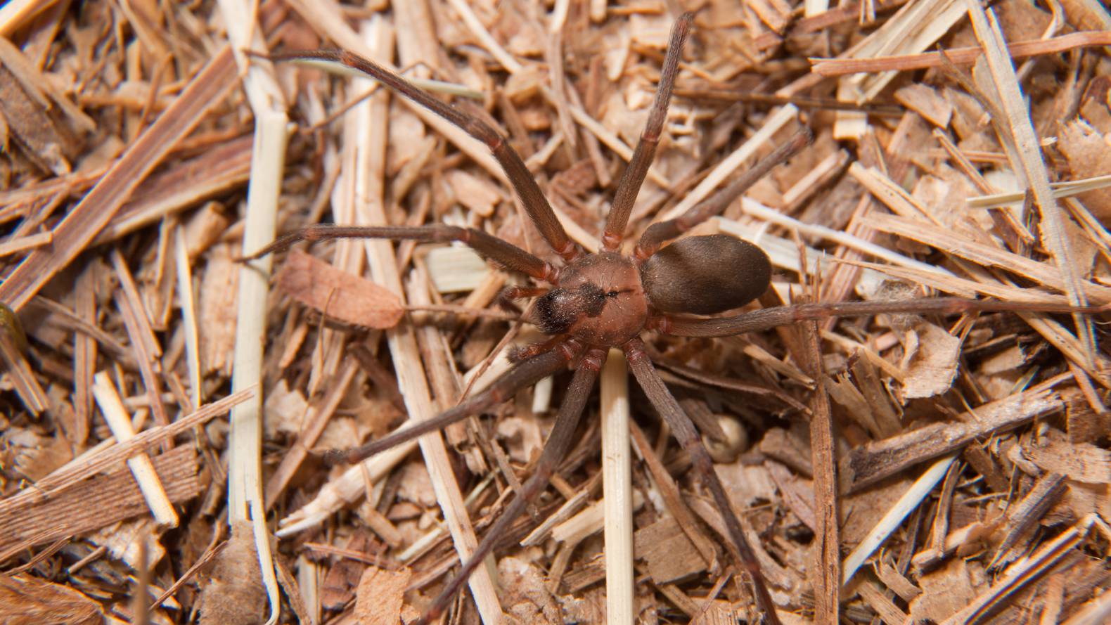 Fiddleback Fiddleback Spider | BREC's Baton Rouge Zoo