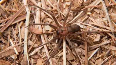 Fiddleback Spider