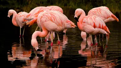 Chilean Flamingo