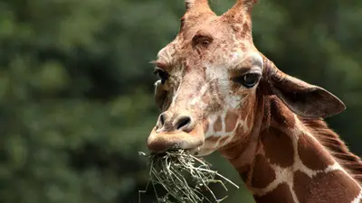 Reticulated Giraffe