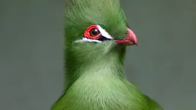 Green Turaco