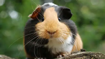 Guinea Pig