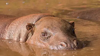 Pygmy Hippopotamus