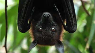 Indian Flying Fox