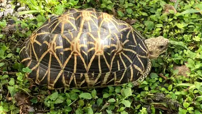 Indian Star Tortoise