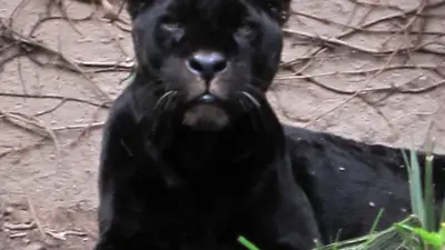 Jaguar
