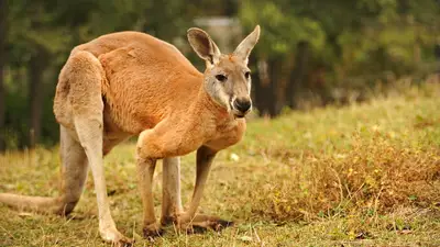 Red Kangaroo