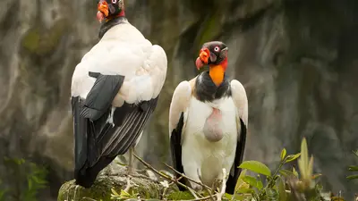 King Vulture
