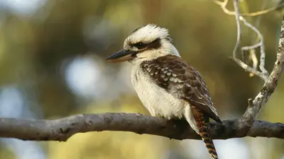 Laughing Kookaburra