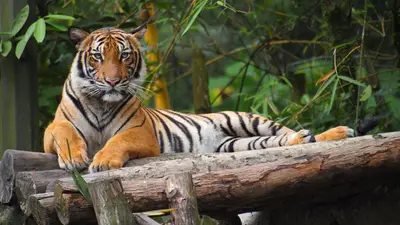 Malayan Tiger
