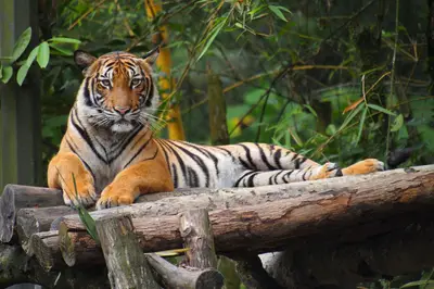 Malayan Tiger