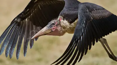 Marabou Stork