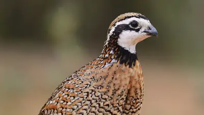 Northern Bobwhite