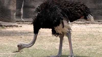Ostrich