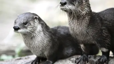 River Otter